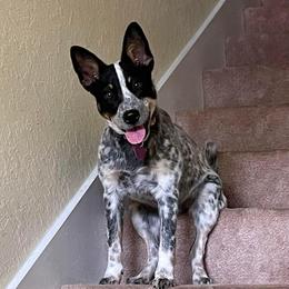 Australian Cattle Dogs from Rusty Blue Dog Farm