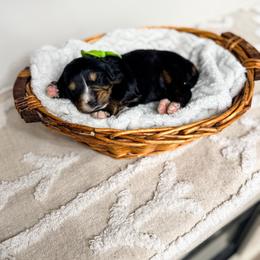 Phoenix - Tri-color female Bernedoodle puppy in West Haven, Utah from Split Mountain Doodles
