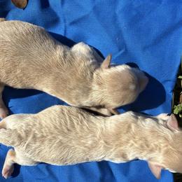 Boy 2 - Apricot male Maltipoo puppy in Cottondale, Florida from Pat’s precious puppies