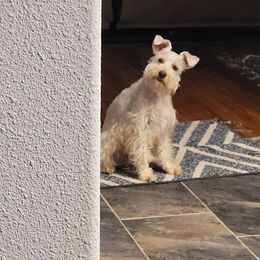 Miniature Schnauzer All Grown Up from Green Mountain Schnauzers