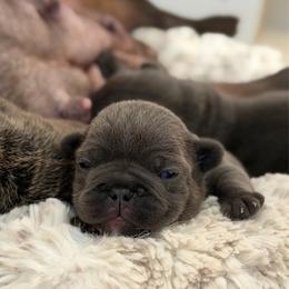 Cheese - Blue male French Bulldog puppy in San Diego, California from California Dream Frenchies