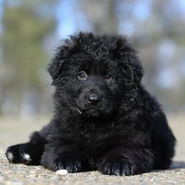 Wally v.d. Baren - Black German Shepherd puppy in El Dorado, California from von den Bären Shepherds