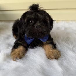 King Louis - Black and tan male Shih Tzu puppy in Columbia, Kentucky from Lisa Bandy Luxe Shih Tzu