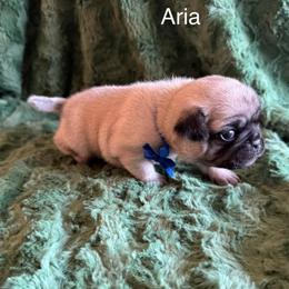 Aria - Fawn female Pug puppy in Tucson, Arizona from Cactus Pugs & Hugs