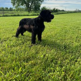 Orange - Black Giant Schnauzer puppy in Missouri from Jotunn Kennels