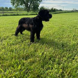 Orange - Black Giant Schnauzer puppy in Missouri from Jotunn Kennels