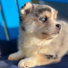 Bella - Merle female Pomsky puppy in Battle Creek, Michigan from T-Rose’s Bernedoodle & Pomsky Puppies