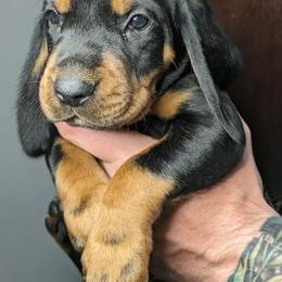 White Boy - Black and tan male Black and Tan Coonhound puppy in Madisonville, Tennessee from Blackstone Valley Hounds