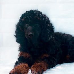 Pierre - Miniature Australian Shepherd