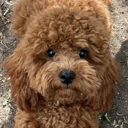 Ruby - Poodle
