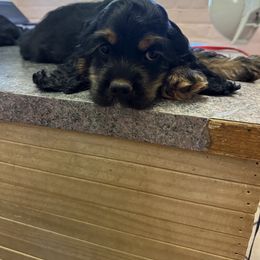 Cocker Spaniel Puppies from J&E spaniels