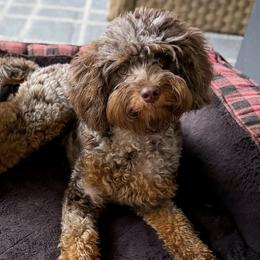 Birdie - Cavapoo