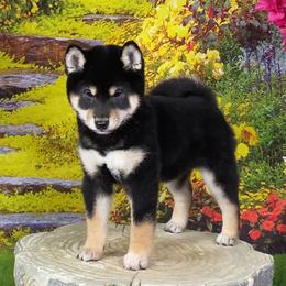 Tracker - Black and tan female Shiba Inu puppy in Newberry, Michigan from Day Dream Akita & Shiba Inu