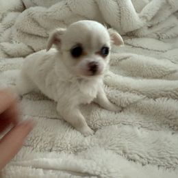 Chihuahua Puppies from Dreamy Divine Chihuahuas