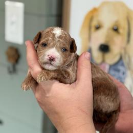 Jalapeño - Red  male Goldendoodle puppy in Wharton, Texas from Little Fur Friends