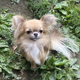 Nova - Chihuahua
