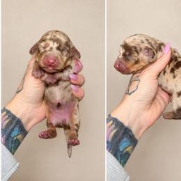 Clover - Dapple female Dachshund puppy in Madison, Wisconsin from SK Miniature   Dachshunds