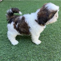 Akc - Tricolor male Shih Tzu puppy in Long Beach, California from Prieto Shih-Tzu's