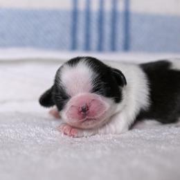 Aspen - Black and white female Shih Tzu puppy in Montrose, Colorado from Nana's Happy Pups