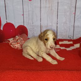 Poodle Puppies from Caboodles of Poodles