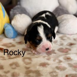 Rocky - Tri-color male Cavalier King Charles Spaniel puppy in Middletown, Ohio from CreekSong Farm Cavaliers