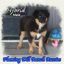 Hybrid - Black tri male Miniature Australian Shepherd puppy in Forestburg, Texas from Flaming Dill Ranch Aussies