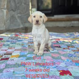 Gus - Yellow male Labrador Retriever puppy in Rogue River, Oregon from PNW Labradors