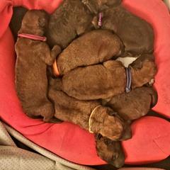 Belgian Laekenois Puppies from Cal Curly Coats Belgian Laekenois