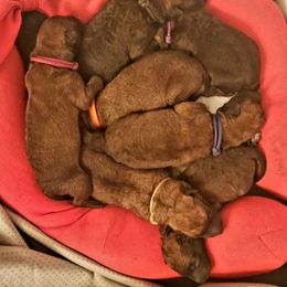 Belgian Laekenois Puppies from Cal Curly Coats Belgian Laekenois