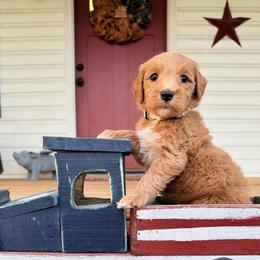 Fiona - Red  female Goldendoodle puppy in Rose Hill, North Carolina from Red Door Canines