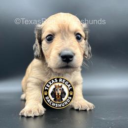 Bagel 3500 - Cream male Dachshund puppy in Houston, Texas from Texas Regal Dachshunds LLC