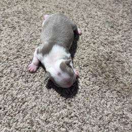 Lilac Tuxedo Boy - Lilac male Boston Terrier puppy in Red Rock, Arizona from Knucklez Kids