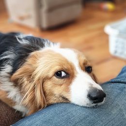 Pembroke Welsh Corgi Puppies from Top-Notch Paws
