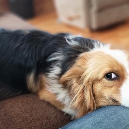 Pembroke Welsh Corgi Puppies from Top-Notch Paws