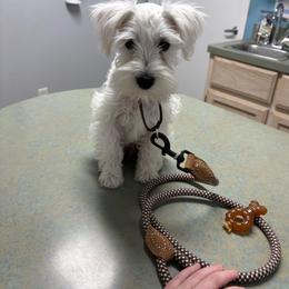 Miniature Schnauzer Puppies from Texas Dreams Mini Schnauzers