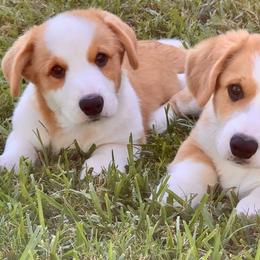 Cardigan Welsh Corgi Puppies from Penfro Corgis