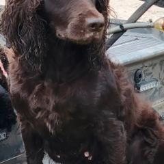 Boykin Spaniels and English Springer Spaniels from Ciblo Creek Spaniels