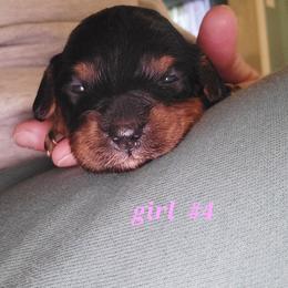 Janice - Black and tan female Cavapoo puppy in Wentworth, Missouri from Newton County Cavaliers & Cavapoos LLC