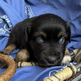TIny - Black tri-color female Australian Shepherd puppy in Tuscola, Texas from Cross Arrow K Awesome Aussies