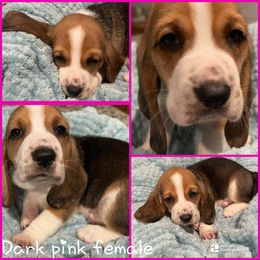 Dark Pink Female - Black white and tan female Basset Hound puppy in Temple, Texas from Southern Rose Bassets