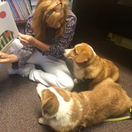 Pembroke Welsh Corgi Puppies from Miss Red's Corgi Farm