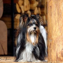 Louie - Biewer Terrier
