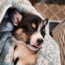 Pembroke Welsh Corgi Puppies from Shelly Bean Corgis