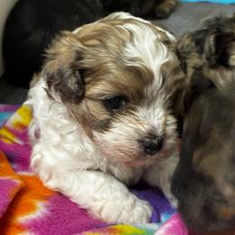 Muffin - Merle male Shihpoo puppy in Millsap, Texas from Gaston’s Posh Poodles and Doodles
