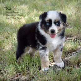 Kai - Blue merle male Miniature Australian Shepherd puppy in Evant, Texas from Lazy VT Bar Ranch