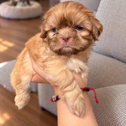 Boy 2 - Liver and white male Shih Tzu puppy in Downey, California from Cali shih tzu