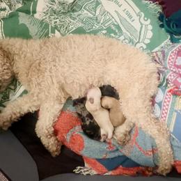 Cockapoos from Gabi's Tiny Tails of Saginaw