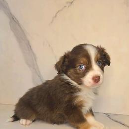 Eve - Red tri female Toy Australian Shepherd puppy in Bethany, Oklahoma from Donna's Toy & Mini Aussies