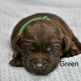 Green female - Chocolate female Labrador Retriever puppy in Mississippi from Sure Shot English Labs