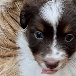 Toy Australian Shepherds from Buffy’s Little Aussies